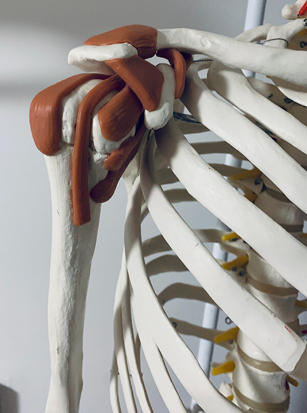 image showing anatomy model of shoulder and the rotator cuff muscle group