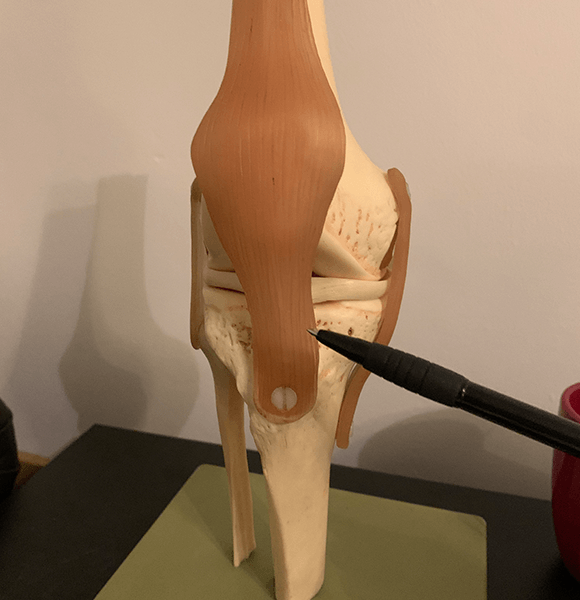 image pointing to patella tendon on the knee