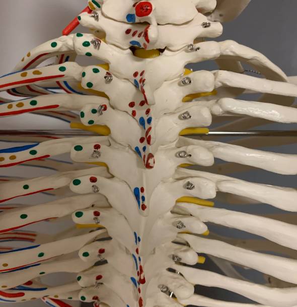 Skeleton Model showing the attachment points of the supraspinous, interspinous and iliolumbar ligaments.