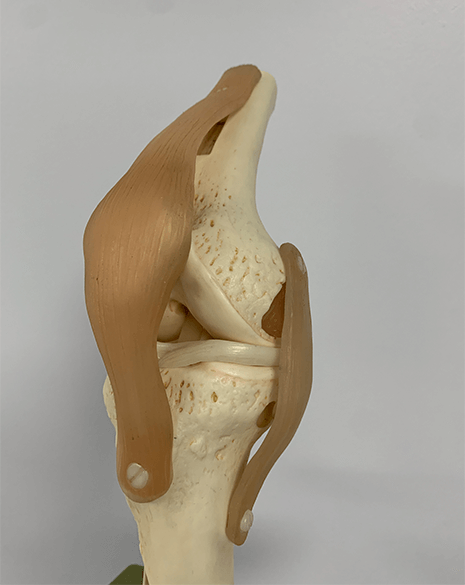 Image of Anatomy model of the knee