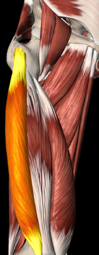 anatomy picture of quadricep muscles