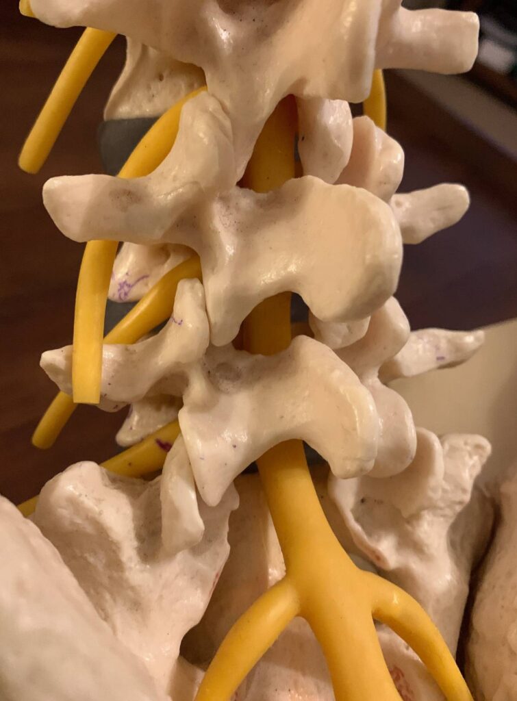 lumbar spine facet joint on skeleton anatomy model