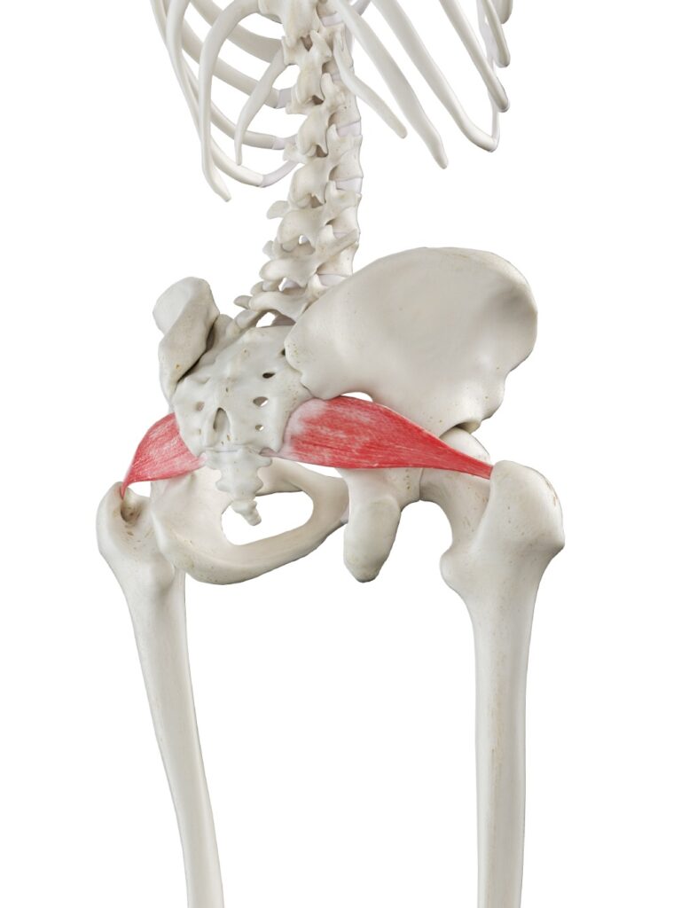 Piriformis Syndrome My MSK Clinic Burnley Manchester