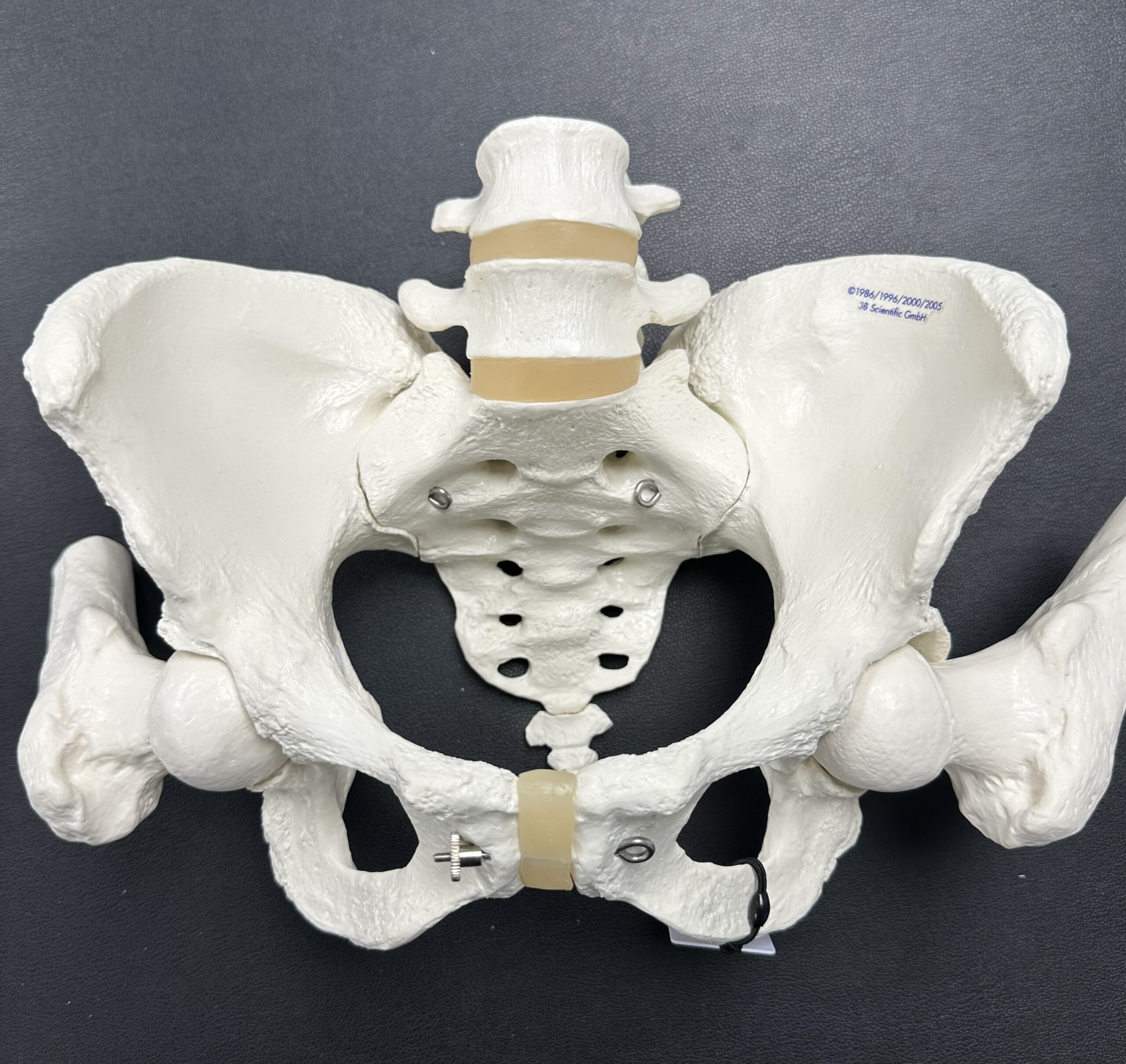 skeleton model of pubic symphisis