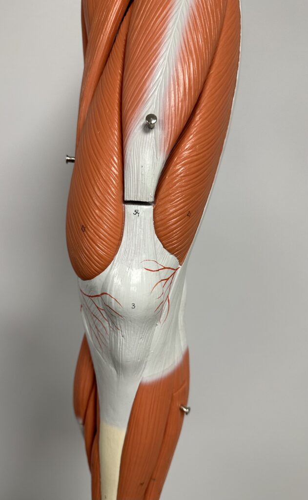 Anterior view of Lower Limb showing muscle anatomy