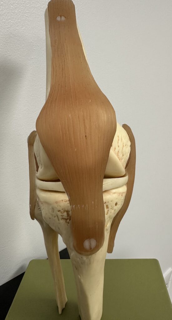 Anterior view of Knee Joint on a model