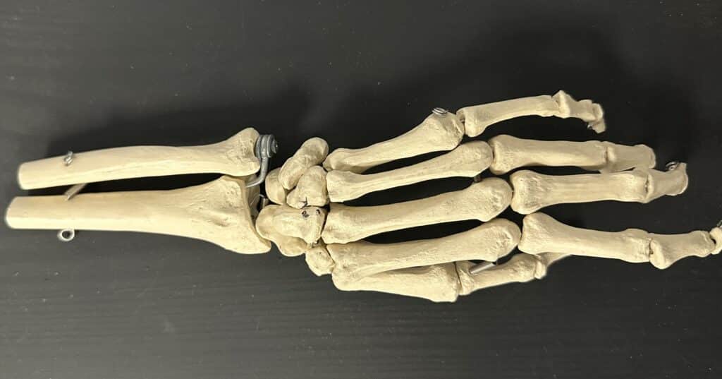image showing Anatomy of hand