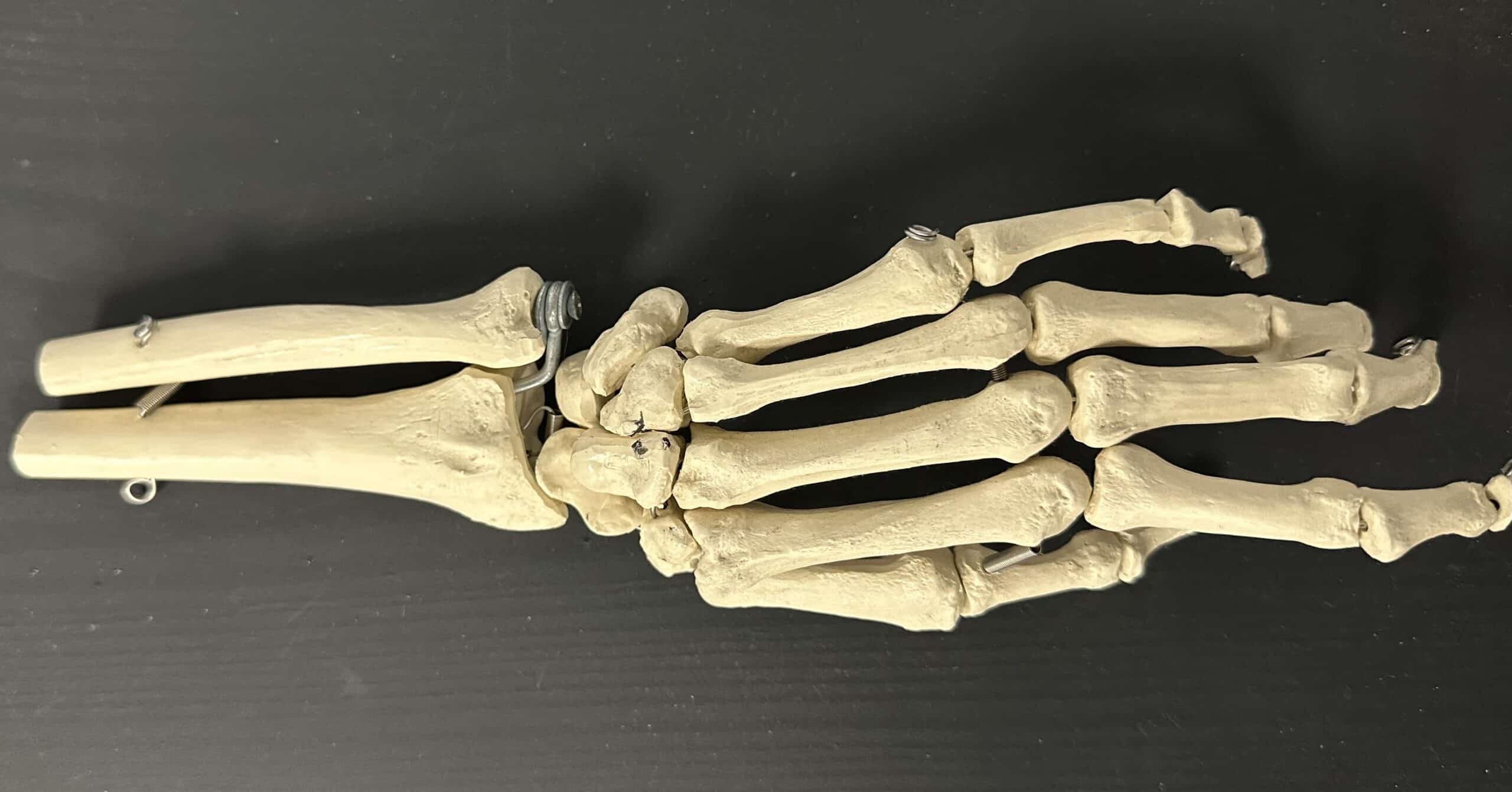 image showing Anatomy of hand