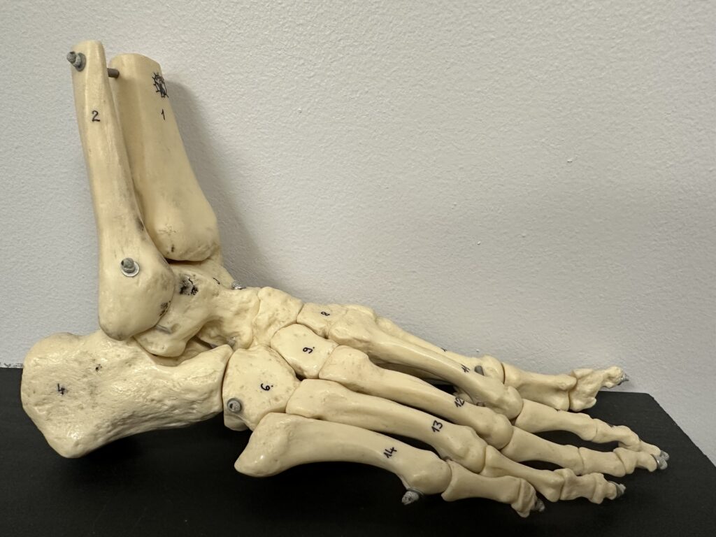 Image of Ankle Anatomy