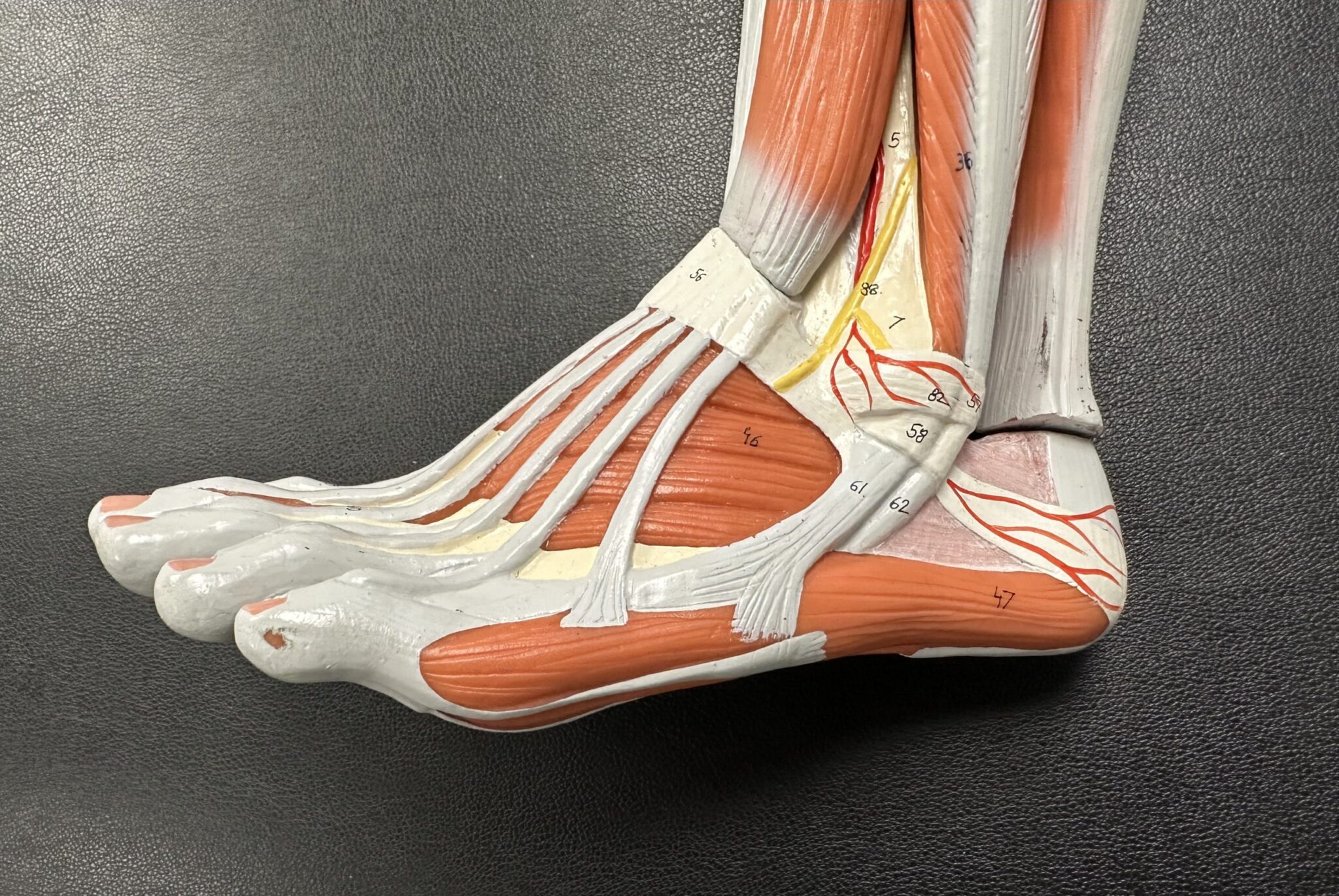 Ankle Impingement: It's Symptoms, Causes and Treatments