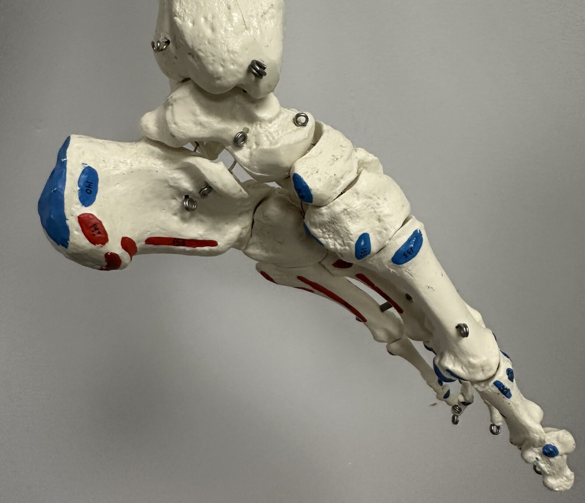 Image showing the anatomy of the tarsal bones